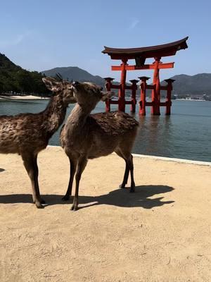 In Miyajima the deer just walk around freely. Sometimes when you’re not paying attention you will suddenly have one up against you. They enjoy the view just as much as you do. 🦌  #deer #miyajimaisland #itsukushima #miyajima #hiroshima #floatingtoriigate #toriigate 