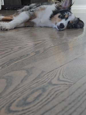 Sleepy Saturday Vibes #mini #aussie #miniaussie #miniaussiesoftiktok #miniaustralianshepherd #sleepypuppy #sleepypup #puppiesoftiktok ##dogsoftiktok #morganwallentiktok #Jake #sleepyhead 