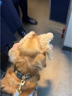 Boarding the plane with “Penny!”🧸✈️ 🦮 To clear up any confusion, Emma is the name of my dog. Penny is the name of her stuffy ☺️ #ilovegolden_retrievers #goldenretriever #dog #servicedog #workingdog #airplane #flying #alaskaairlines #airport 