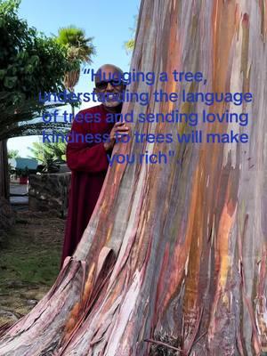 #eucalyptus #tree #trees #treehugger #forest #forestbathing #treelovers #treehugger #hugatree #naturehug 