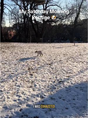 Off leash hours is my me time. It’s my time to decompress. #minischnauzer #schnauzersoftiktok #doglove #dogtok #dogsoftiktok #nycdoglife 