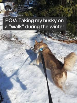 Gotta love huskies 🐶🩵❄️ . . . #husky #funnyhusky #dogwalk #snow #huskysoftiktok #huskylife 