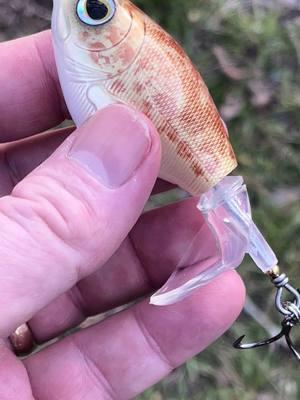 A “Fatty” top water plopper in Copper Toad! Link in bio! #fyp #walshhogcustombaits #lurepainting #fishinglure #share #like #follow 