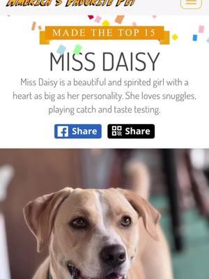 Miss Daisy did it, YOU did it! Thank you for your votes, she made Top 15. Keep the votes coming, she’s now in the running for Top 10. Thank you for all the love ❤️ Click the link in my bio and check vote https://americasfavpet.com/2025/miss-9ef3 #americasfavoritepet #pet #dog #Love #in #missdaisy #best #favorite #petthatdog #labsoftiktok 