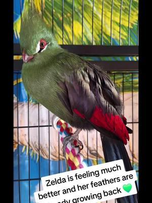 #turaco #birdsoftiktok #rescue #pinfeathers #healing #fypシ #fyp #fypage #mygirl #loveher 