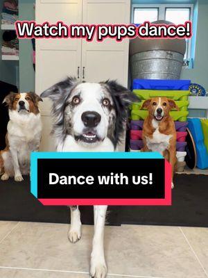 Bringing back this classic! Check out my dogs dancing and hopefully bringing you a smile! 😊  #doglover #dog #dancingdog #thejoycrew #dogvideos #funnydog #funny #funnyanimals #kidfriendly #funnydogsvideo #dogtrainer #trick #cooldog #cooltrick 