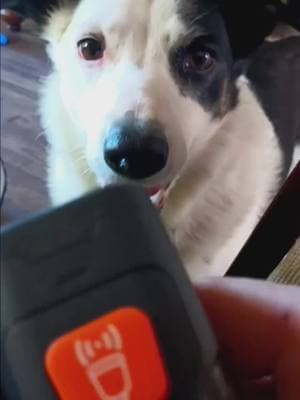 This no back device has worked wonders for my dog #nobarking #barking #DogTraining  #barkingdog #barkingdog #stopbarking #dogobedience #dogsoftiktok #dog #bordercollie #bordercolliesoftiktok 