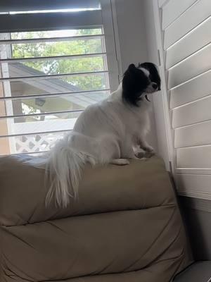 #papillon #dogsoftiktok #fyp #papillons #papillonsoftiktok #perritos #florida #wolf #loba #husky #woof #bark #backtalk #ambulance #siren #sirena 