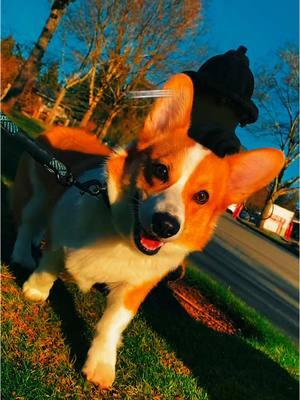 #CapCut #tiktok #corgi #corgis #corgisoftiktok #corgipuppy #corgisofinstagram #corgilove #corgilove #corgisdoingsthings 