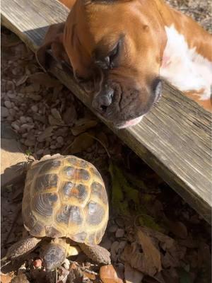 Watching this relationship continue to grow really does melt my heart. If you have a boxer you know how much energy they have and to see her so calmly just watching them is the sweetest!!💕✨🐢 #boxer #boxersoftiktok #boxerdoglover #boxermom💙🐾 #boxerdog #dogsoftiktok #tortoise #russiantortoise 