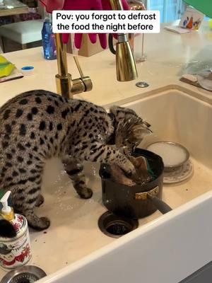 Impatient boy #savannahcat #f1savannah #catsoftiktok #catfood #cat 