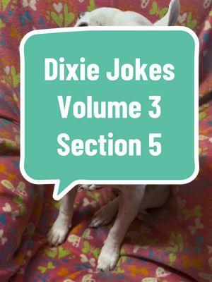 Dixie Jokes. Volume 3. Episode 5. #dixiejeauxbelle #dogsoftiktok #joke 