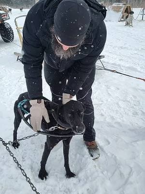 We're getting lots of new snow in the last couple of hours than we did the entire night last night! A fun tandem run with rescheduled customers from last year. Mr. Blade ran in lead on the way home and did a great job! I knew he wanted to run up there. The dogs were a little warm today at 25F they couldn't run as hard as they wanted to. #dogsledding #mushing #dogs #onlyinmn #sleddog #leaddog #workingdog #alaskanhusky 