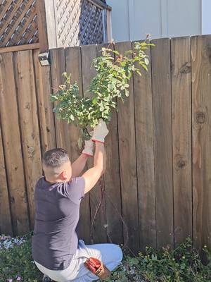 QUE VAMOS A HACER HOY EN ESTE ROSAL. #rosas #landscapedesign #foryoypage 