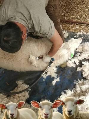 #sheep #sheepoftiktok #animalsoftiktok #removing #sheared 