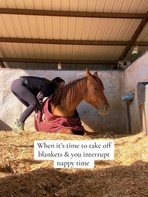 The look she gave me . . . #makeitacoldone #sgfrozenenterprize #redmare #blanket #morepassion #Halfordequine#equestrian#horselovers#horsesonmyforyou#horsetraining#azhorse#horse#horses#horsesontiktok#horsesoftiktok#horsefyp#foryou#equine#cowhorse#nrcha#reiner#nrha#horsegirl#aqha#horseback#happyhorse#horsehealth 