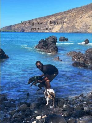 One is fearless in the water and the other will stay on land and watch 🤣  #hawaii #water #ocean #oceandog #waterdog #puppytiktok 