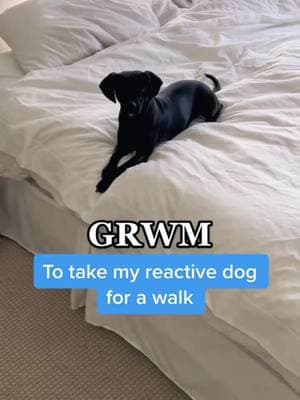 Note: not all the cheese was used, I saved most of it in the fridge for later:) #DogTraining #positivedogtraining #dogsoftiktok #dogtok #reactivedog #dogreactivity #dogreactivitytraining #reactivedogtraining 