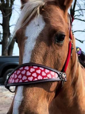 More valentines tack 💖❤️💖 #hotheadstalls #horses #horsetack #tack #equine #equestrian #rodeo #barrelrace #barrelracing #western #horseriding #pony #ponies #horse #usamade 