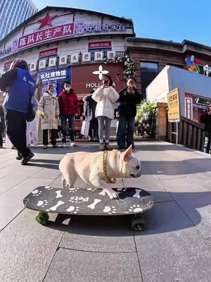 The dog skateboarded downstairs on the pedestrian street, and passers-by took pictures in the rain. They were shocked! #Frenchbulldog #Cutepetdebutplan #Dogplayingskateboard #littlefrenchbulldog #dogsoftiktok