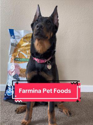 Breakfast (and any other meal) is the pack’s favorite time of day thanks to Farmina. Thanks to meals made with natural, GMO-free, regionally-sourced ingredients, Ruca, Raksha, Shadow, and Veda can’t get enough of it! Add in the personalized meal plans based on their specific needs and Farmina is a brand I trust to keep them healthy and happy. Get 15% off with code SMILEYKREW15 and visit the link in my bio for a personalized meal plan! #dogtok #fypage #dogsoftiktokviral #fueledbyfarmina #Farmina #dogfood #farminapetfoods #happypethappyyou #myfarminastory #beauceron #rottweiler #pitsky @Farmina Pet Foods 