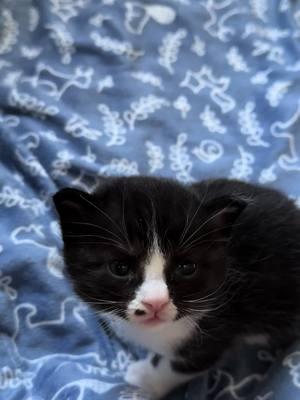 Baby Brice studying the world through his 3 week old peepers!!🥰🥰🥰 I am a small, family run rescue. We've saved over 650 kitties in the last 5.5 years. My life is dedicated to make theirs better! Your likes and shares are so appreciated as it helps us keep saving more! Thank you!🥰 Follow along on INSTAGRAM for more daily cuteness at fosterkittenmama. #fosterkittenmama  #adventuresinkittenfostering #kittensofinstagram  #fosterkittens  #kitty #tabbies #cats  #ilovecats  #catsofinsta #tabby  #cat #tabbiesoftheworld #tabbycat  #tabbycats #fostercatsoftiktok #tabbykitten #fostercats #ilovecats #castlerock #tabbykittens  #kitties #kittiesofinstagram #tabbiesoftiktok #fostercat  #adopt #adoption #animals #catsoftiktok #catlover #ilovekittens #foster #tiktokcat #tiktokcats #tiktokkittens #tiktokkitten #kittensoftiktok #cattok #fosteringcats #fosteringkittens #kitten foster #kittenfostermom #catrescue #kittenrescue #rescuingcats #rescuingkitten 