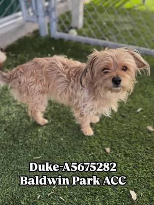 ❤️ Meet Duke- #A5675282 he’s a 1 yr old terrier mix that was relinquished due to “no time”. He’s a little unsure of his surroundings but we’re hopeful that someone (family or rescue) will give him patience to become his true self. Please share to get this baby a loving family asap.🙏  ➡️WALK IN HOURS⬅️        Mon-Sat  11-5 ❤️ Location: Baldwin Park Shelter  4275 North Elton Street Baldwin Park, CA 91706 24-hr Call Center: (626) 962-3577  (Hit 5, 2, 2) Shelter Staff: ⭐️Thomas⭐️ tkalinowski@animalcare.lacounty.gov Rescue Coordinator Alma Aldana AGandara@animalcare.lacounty.gov Sgt. Brenda Leanos Bleanos@animalcare.lacounty.gov Sgt. Alexander Mota Amota@animalcare.lacounty.gov #losangeles #rescue #adoptdontshop #adopt #foster #fosteringsaveslives #shelterdog #baldwinparkshelter #savingbaldwinparkshelterdogs #rescuedog #rescueme #tiktok #explore #explorepage #Love #family #volunteer #bethechange #giveback #dog #adoptdontshop #fosteringsaveslives #shelterdog #dog #seenequalssaved #littledog #terrier #terriermix #tiebetterrier 