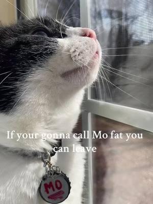 Mo isn’t fat his primordial pouch hangs low!!! #tuxedocatsoftiktok #primordialpouch 