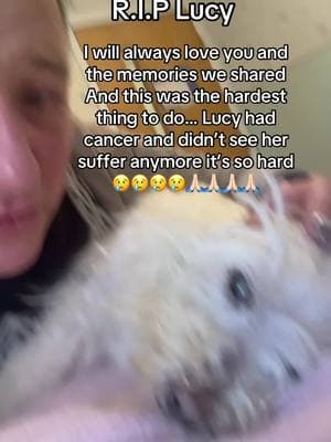 Lucy had got put down today was the hardest thing I ever had to do she was suffering with bladder cancer… This is hurting my heart and heartbroken 💔 she will be in a better place she is not suffering anymore #dogheaven🕊🤍🥺 #willbemissedbutneverforgotten #fyppppppppppppppppppppppp #fyp #fypシ゚viral 