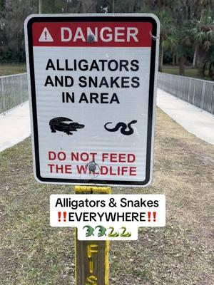 I should swim with them! #fyp #floridawildlife #floridathings #floridaman #allthingsflorida #alligatorsoftiktok #gators #snakes