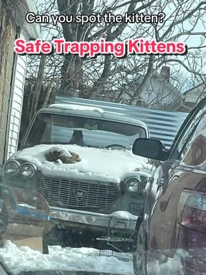 Please support our rescue efforts. Kittens safe trapped. They were homeless living in freezing weather. Luckily they had the car to protect them from the elements. #homelesskittens #tnr #safetrappingkittens #catrescuer #kittenrescue #faithinhumanityrestored #nokillnation #kittentok #spayneuter #longhairedkitten #calicokitten #arewehomeyet #streetkittens #adoptacat 