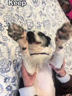 Who doesn’t love some toe beans? 🐾🥰🫘 #toebeans #ofsds☀️🥳🐾 #ofsds #fyp #viral #seniordogs #OFSDS #seniordogsoftiktok #dogrescue #OFSDSSam #cute 