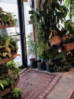 #plantshop #humor #plantsmakepeoplehappy #iloveplants #houseplantlove #tropicalplants #instaplants #botanical #greenthumb #Outdoors #funny #plantgang #foliage #plantcollection #plantparent #plantsarefriends #monstera #plantlady #plantobsessed #plantsmakemehappy #plantstyling #houseplantcommunity #plantlovers #houseplantsmakemehappy #crazyplantpeople  #houseplants 