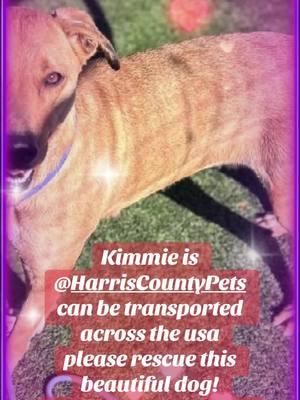 #please #rescue this #beautiful #dog #she #deserves a #chance at #life #@Rescue Dog Army Kimmie.  A629142.  4A01 - cokenneled with two other Doggos  - She’s super calm inside of her kennel  - Very easy to leash  - Walks really well on a leash  - Not reactive towards other dogs when passing by their kennels  - Seems to be potty trained  - Knows how to sit  - Takes treats very gently  - Treat motivated for sure  - Loves being petted  - Thinks she’s a lap dog  - Super affectionate  - Loves to engage into play with you  - She’s a very laid back and gentle girl  - Super sweet  - She is very well behaved! - Would be great even for apartment living with her calm personality! - Overall, a super sweet, obedient, and gentle girl! :) - Loves her belly rubs!@savinghoustonspets @Houston Chronicle 