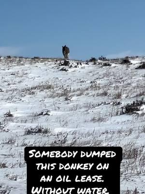 #donkey #cowboy #ranching #ranchlife #wyoming @Jacob Schlosser 