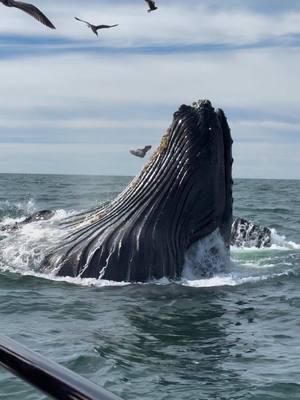 Breathtaking front row seats of several massive Humpbacks getting bigger by the bite as they vertically lunge through millions of schooling anchovies. 🐳Book now using link in bio🎉 #whalewatching #eat #fish #jump #iphone #fly #low #news #media #lunges #wildlife #montereycalifornia #coast #cali #sun #fun 