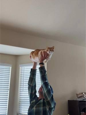 These will be the only accepted vibes moving forward #davethecat #catdad #orangecat 