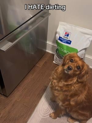 Not his weight loss food in the background 😭😭 #goldenretrieverpuppy #joeythegoldencavalier #puppy #dogsoftiktok #cavalier #goldenretriever 