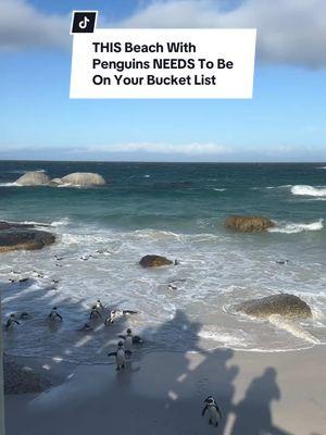 Anyone else?! Is this normal? I stayed out there for hours guys! Wait until the end for the location! #travelbucketlist #traveltiktok #travelinspo #penguins #penguinssouthafrica #bouldersbeach #wildlife #adventuretravel #roadtrip #mountains #luxurytravel #nature #southafrica #capetown #wheretogoincapetown #thingstodoincapetown #travelitinerary #travelcontentcreator #luxurytravelcontentcreator #travelgems #hiddengems #naturewalks #worldclasshiking #hikingtiktok #hikingtheworld #bestviews #bestviewssouthafrica #vacationideas #traveltips #traveltok #beautifuldestinations #nationalgeographic #natgeo #expedia #bucketlisttravel #traveldestination #placestovisitindecember #wintertraveldestinations #wintertraveldestination  #nextdestinationtrend #tropicalplacestotravel #placestotravelforyourbirthday #bestplacestovisitincapetown #southafricatravel #capetowntravelguide #wintertraveldestination  #iminloveandimobsessed #tiktokpartner #bestplacetotravel  #visitsouthafrica  #breathtakingviews #hiddengems #southafricatrip #explorecapetown #capetowntravel  #beautifuldestinations #wildlifephotography 