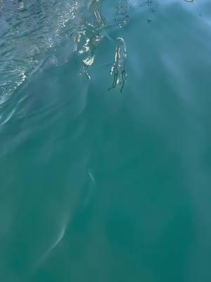 POV from the end of the plank with @gotstryper about to sink a harpoon into one of these cruising units🏹 . . . . . . . . . . . . #BDOutdoors #bdoutdoorsdotcom #bloodydecks #offshorefishing #socal #fisherman #anglers #bluefin #tuna #bluefintuna #bft #tunafishing