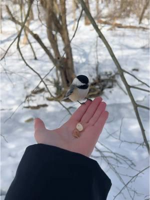 Feeding the birds is one of my favorite hobbies #bird #birds #feedingbirds #birdwatching 