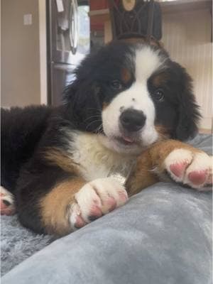 just chewin on my ear, hbu? 😋 #funnypuppy #bernesemountaindog #nashtheberner #bernerpup #funnydog 