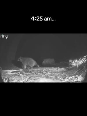 Just another early morning here in the redwoods. #racoon #cougar #mtlion #santacruzmountains 