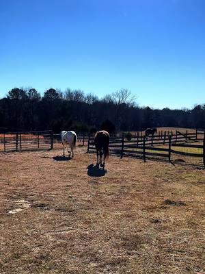 #abeautifulday #metime #livingmybestlife #countryside #country #horselover 