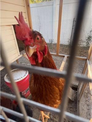 Love collecting our eggs 🥚🤎 #chickensoftiktok #collectingeggs #chickeneggs #backyardfarm #fresheggs #eggs #fresheggaeveryday #ilovemychickens #chickenmom  