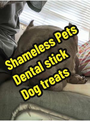 These are TANKSfavorite treats  , Shameless Pets Drntal Stick Dog Treats #shamelesspets #creatorsearchinsights #TikTokShopLoveAtFirstFind #tiktokshopjumpstartsale #spotlightfinds #PetsOfTikTok #pet #petlife #TikTokShop @Shameless Pets 