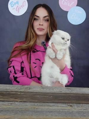 🩷 or 💙? #goldenwhiskerscattery #kittens #scottishfold #genderreveal #genderrevealparty #boyorgirl #boy #girl #funquiz #quiz #ns11 #ns12 #blacksilverchinchilla 