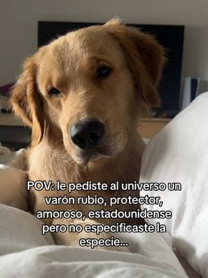 El universo no se equivoca ✨♥️ #goldenretriever #goldenretrieverlife #goldensoftiktok #goldenretrieversoftiktok #dogsoftiktok #pet #doglover #petoftiktok #petsontiktok #fy #fyp 