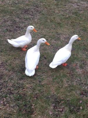 White ducks flying #pekin #pekins #pekinduck #pekinducks #petducks #petduck #petducksoftiktok #whiteduclairduck #whiteduclairducks #waterfowl #mallard #mallards #mallardsoftiktok #khakicampbell #khakicampbells #callduck #callducks #callducksoftictok 