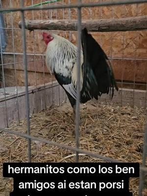 #rancholasranas #paratii #gallerosde #gallerosoy #gallosworld #gamefowlmovement #gamebirdbreeders #gamefarm #gallosgamefowlofficial #seguidores #gallerosdecorazon #gallosfinos💯 #foryoupage #parati 